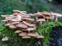 Pilzgruppe auf Moos an Baumstumpf